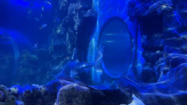 Национальный центр морской жизни National SEA LIFE Centre Birmingham 4 смотреть онлайн