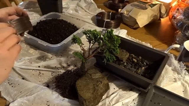 Chamaecyparis obtusa repotting смотреть онлайн