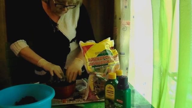 Фиттония из магазина. Пересадка. Уход. смотреть онлайн