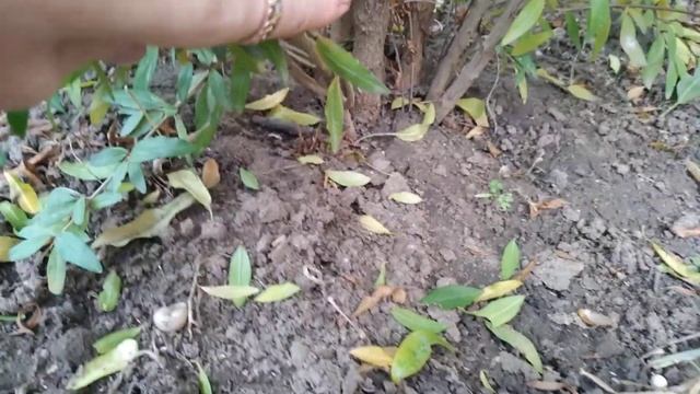 ГРАНАТ / Выращивать на участке! смотреть онлайн