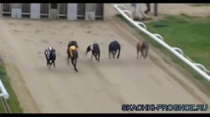 Собачьи бега HENLOW 30.08.2015