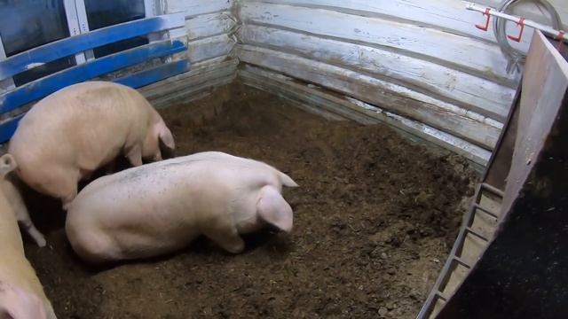 Как навсегда избавиться от запаха в Свинарнике. Бактерии для свинарника спустя 9 месяцев. смотреть онлайн