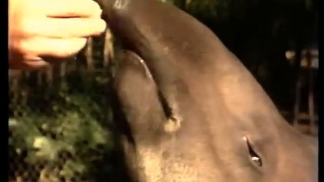 Meet the tapir смотреть онлайн
