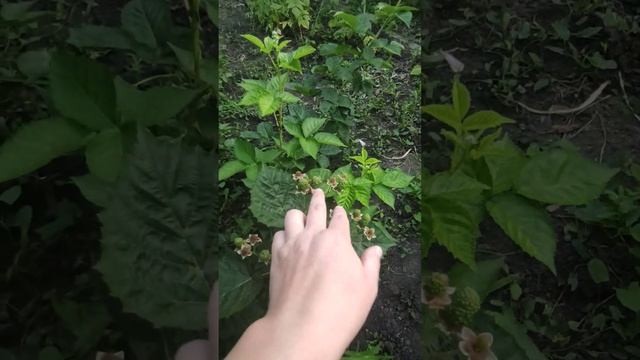 Блэк джем ремонтантная ежевика плодоношение лето 2023г смотреть онлайн