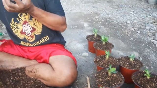Repoting Adenium. Adenium Plant. смотреть онлайн