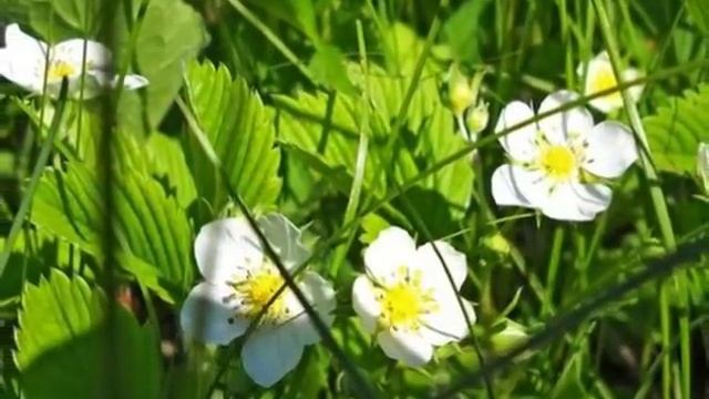 Земляничная поляна ... Владимир Мигуля смотреть онлайн