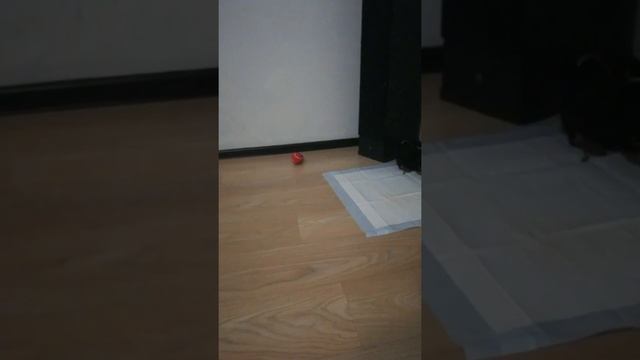 ВЛОГ: ПЕРВЫЕ ДНИ ЩЕНКА ЙОРКА В НОВОМ ДОМЕ. ЙОРКШИРСКИЙ ТЕРЬЕР смотреть онлайн