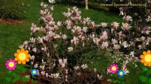 Магнолия гибридная Джордж Генри Кин. Краткий обзор, описание magnolia George Henry Kern