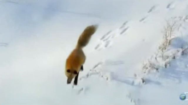 Лиса - прыгающий охотник смотреть онлайн