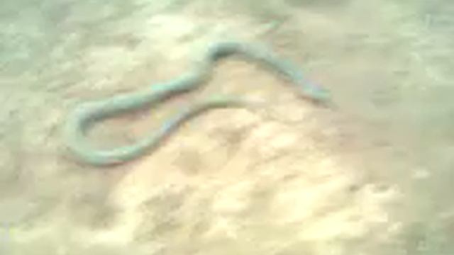wild snake 5 смотреть онлайн