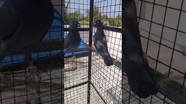 Бойные голуби Индии | Indian Tumbler (roller) Low And High-flyer Pigeons | الحمائم من الهند