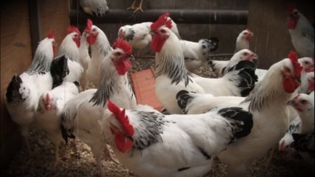 Куры продуктивной породы мастер грей содержание и уход смотреть онлайн