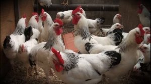 Куры продуктивной породы мастер грей содержание и уход