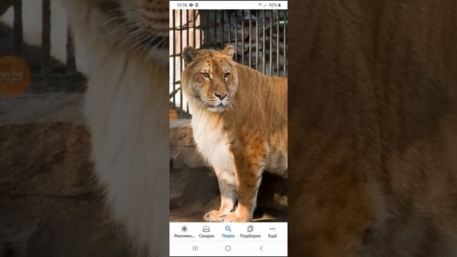 Амурский тигр против лигра кто сильнее? смотреть онлайн