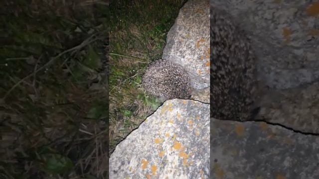 Ёжик в тумане смотреть онлайн