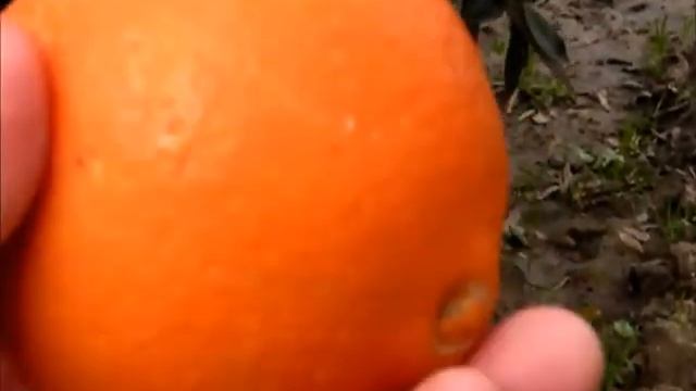 Цитрусовый сад в пригороде Анталии . Citrus garden. смотреть онлайн