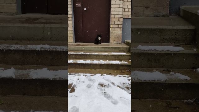 Зимним днем кошка Маня стреляет глазками у подъезда