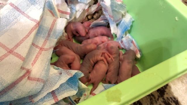 КРЫСА СКОРО РОЖАЕТ, ЧТО ДЕЛАТЬ? смотреть онлайн