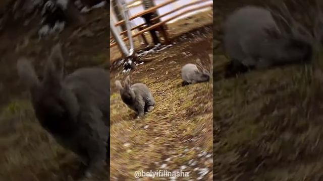 Симский пруд 74RU, май 2022, #белыйфилинаша_сонко22022 #белыйфилинаша_симскийпруд #туризмаша смотреть онлайн