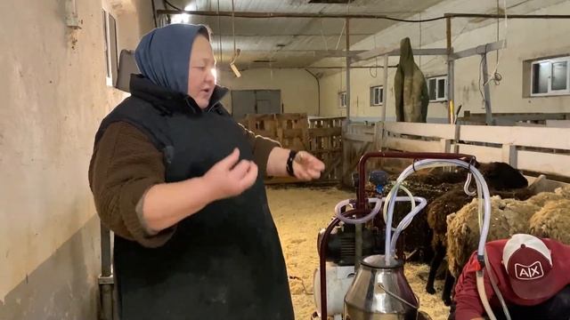 Молочное овцеводство. Аппаратная дойка овец. смотреть онлайн
