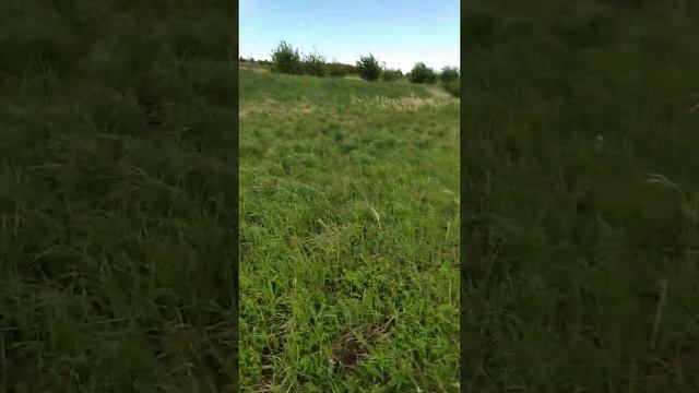 МАЛЫШ посет коров смотреть онлайн