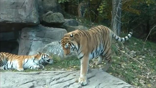 The Amur tiger family - Zoo Zuerich смотреть онлайн
