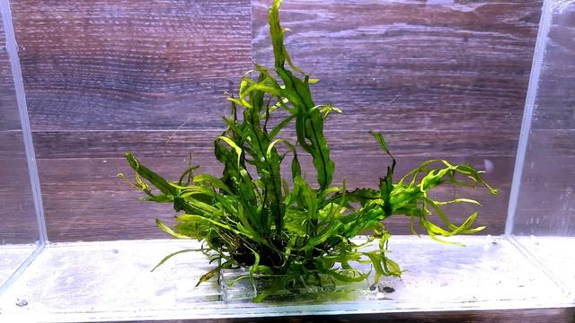 ПАПОРОТНИК МИКРОСОРУМ ВИЛКОЛИСТНЫЙ ( Microsorum Fork Leaf ) смотреть онлайн