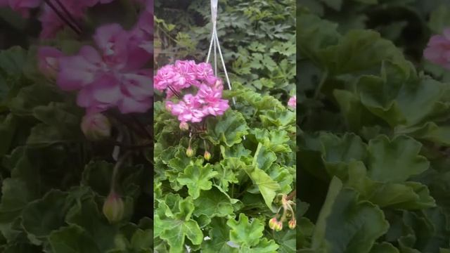 4 августа 2022 г. Пеларгония Ю Моя Прелесть,500р смотреть онлайн