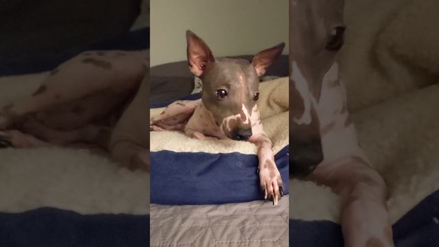Cute Dog chilling in front of the fire. American Hairless Terrier Cooper loving the the wood stove смотреть онлайн