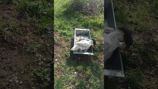 Утиная прогулка . Природа ожила после дождя . Моя подруга Мурыся !!! 🤗😍 смотреть онлайн