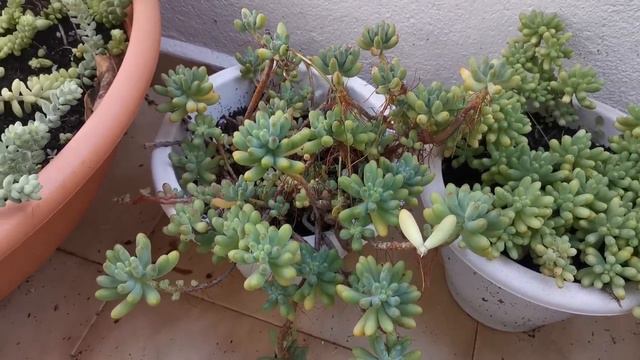 Francesco Baldi (Híbrido), Cruce Entre Pachyphyllum Y Paraguayense