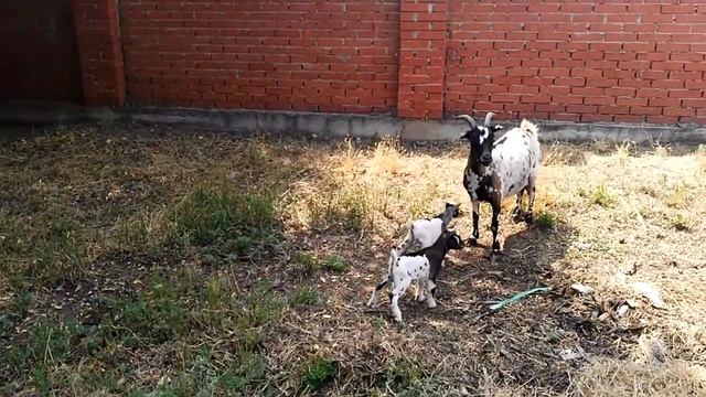 Камерунские козлята июль 2016 смотреть онлайн