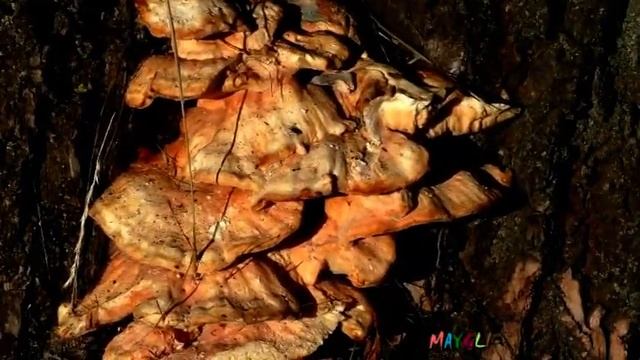 Грибы ТСЖ на каждом дереве смотреть онлайн