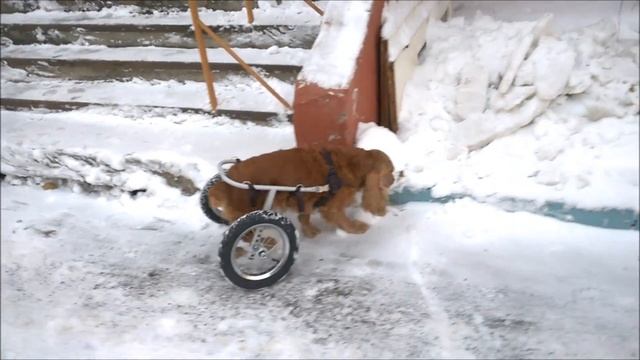 Коляска-тренажер для пожилых собак Animal Mobile смотреть онлайн