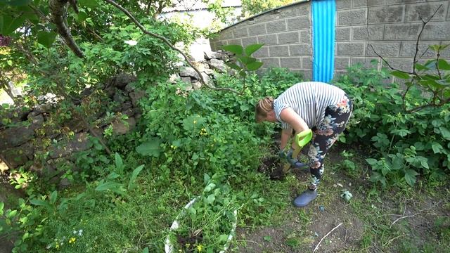 Боремся с сорняками) Малина заросла, Нашла черные тюльпаны