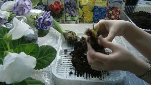 Геоцинт после цветения !