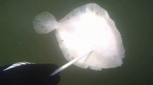 Как выглядит камбала и калкан? Подводная охота в Балтийском море, май 2018