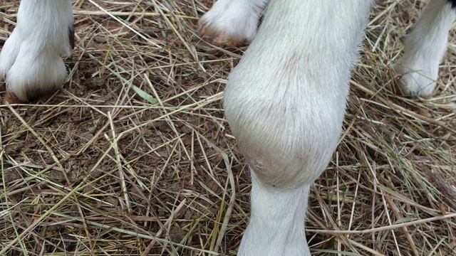 бурсит у козы смотреть онлайн