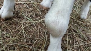 бурсит у козы