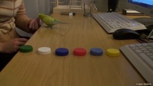 Волнистый попугай дрессировка