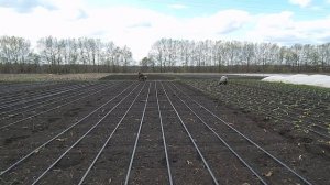 Посадка цветной капусты под капельный полив 2020.