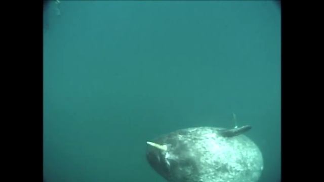 Narwhal Fact Sheet: Diving With The Narwhal In Newfoundland Canada