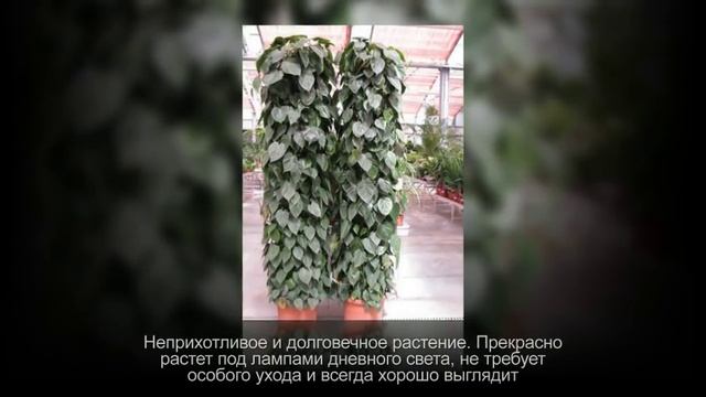 НЕПРИХОТЛИВЫЕ комнатные растения для озеленения ОФИСА смотреть онлайн