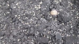 Сеем рожь на сидерат #1