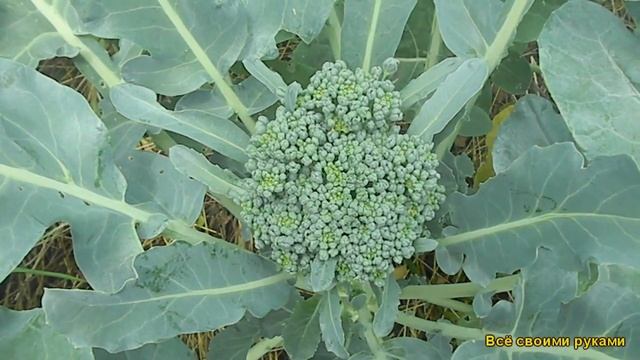 Капуста Брокколи смотреть онлайн