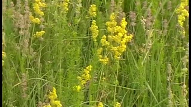 Красивая Средне-Русская Равнина смотреть онлайн