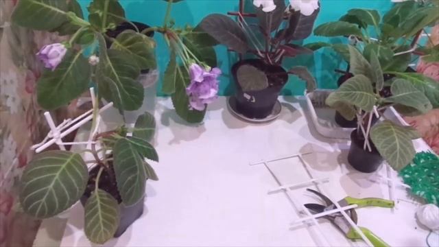 Опоры и лесенки для глоксиний и других цветов. смотреть онлайн