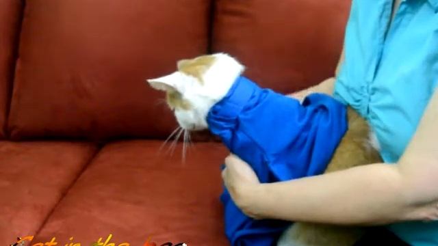How To Use The Cozy Comfort (E-Z Zip) Carrier смотреть онлайн
