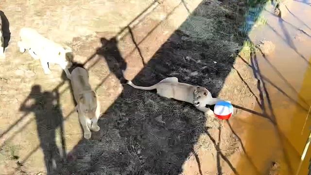 КТО ИЗ ЛЬВОВ САМЫЙ БЫСТРЫЙ? Небольшое, милое видео. ПАРК ЛЬВОВ ЗЕМЛЯ ПРАЙДА МОСКВА смотреть онлайн
