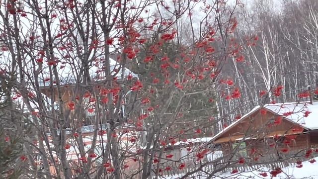 Свиристели! смотреть онлайн